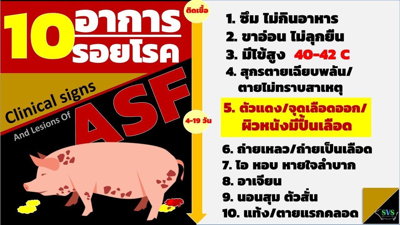 โรคระบาดสุกรที่สร้างความเสียหายในปี 2024 และแนวทางการป้องกัน