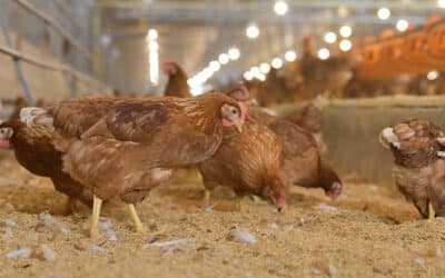 ” 6 โรคร้ายในไก่ไข่ที่ต้องระวัง และวิธีป้องกันรักษา และโปรแกรมวัคซีนสำหรับไก่ไข่ “
