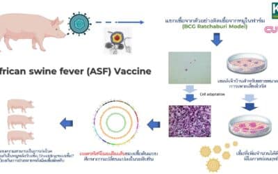 วัคซีน ASF: ความหวังใหม่ของอุตสาหกรรมสุกรไทย