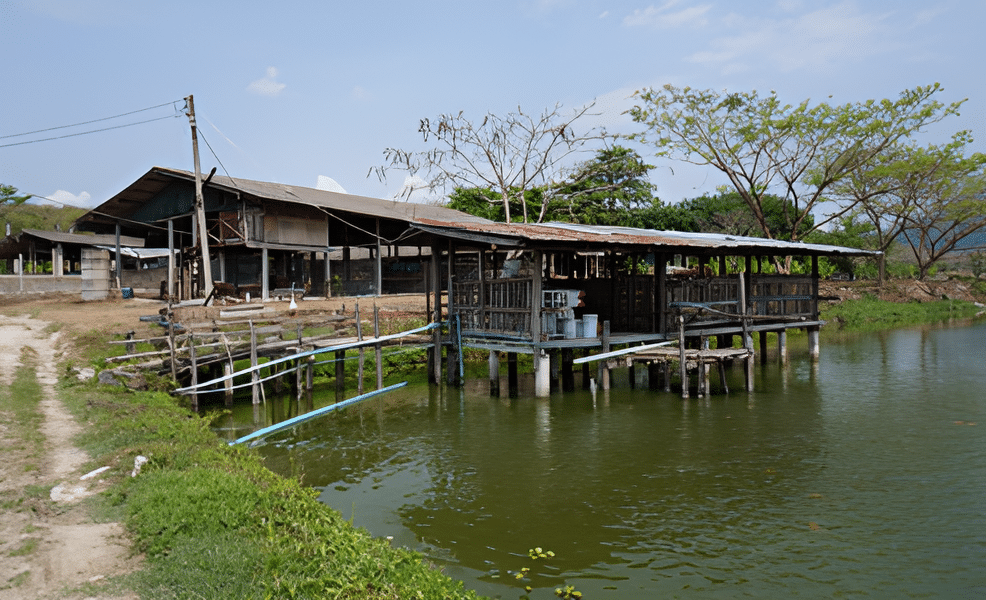 ภาพนี้แสดงให้เห็น **เล้าหมูที่ตั้งอยู่บนบ่อปลา** ซึ่งเป็นรูปแบบการจัดการฟาร์มที่ใช้พื้นที่อย่างคุ้มค่าและเป็นแนวทางของการเกษตรแบบผสมผสาน (Integrated Farming) โดยมีจุดเด่นดังนี้: - **เล้าหมู**: โครงสร้างเล้าหมูถูกสร้างขึ้นเหนือบ่อปลา โดยใช้วัสดุที่ดูเรียบง่าย เช่น ไม้และสังกะสี ซึ่งเหมาะสำหรับฟาร์มขนาดเล็กหรือเกษตรกรรายย่อย - **บ่อปลา**: บ่อน้ำด้านล่างเล้าหมูอาจใช้เลี้ยงปลาหลายชนิด เช่น ปลานิลหรือปลาดุก ซึ่งช่วยเพิ่มรายได้เสริมจากการเลี้ยงปลา - **ระบบหมุนเวียนทรัพยากร**: - มูลสุกรที่ตกลงไปในบ่อสามารถเป็นอาหารสำหรับปลาได้โดยตรง - ช่วยลดต้นทุนการให้อาหารปลาและลดของเสียจากการเลี้ยงสุกร - **สภาพแวดล้อม**: บริเวณฟาร์มมีต้นไม้และพื้นที่เปิดโล่ง ช่วยให้อากาศถ่ายเทได้ดี ลดความเครียดของสัตว์ที่เลี้ยง **ประโยชน์ของระบบนี้** - ช่วยลดต้นทุนการผลิตทั้งสุกรและปลา - ใช้ทรัพยากรอย่างคุ้มค่าในพื้นที่จำกัด - ส่งเสริมการทำเกษตรแบบยั่งยืน ภาพนี้สะท้อนถึงแนวทางการจัดการฟาร์มที่ผสมผสานทรัพยากรธรรมชาติและการเกษตรในลักษณะที่เป็นมิตรต่อสิ่งแวดล้อมและคุ้มค่าในเชิงเศรษฐกิจ