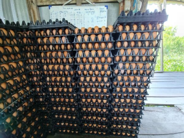 นานาพรรณ NNP อาหารไก่ไข่ ระยะไข่ 16 สัปดาห์ขึ้น เบอร์ 263 18% แบบเม็ด และแบบเกร็ด NNP 263S - รูปภาพ 3
