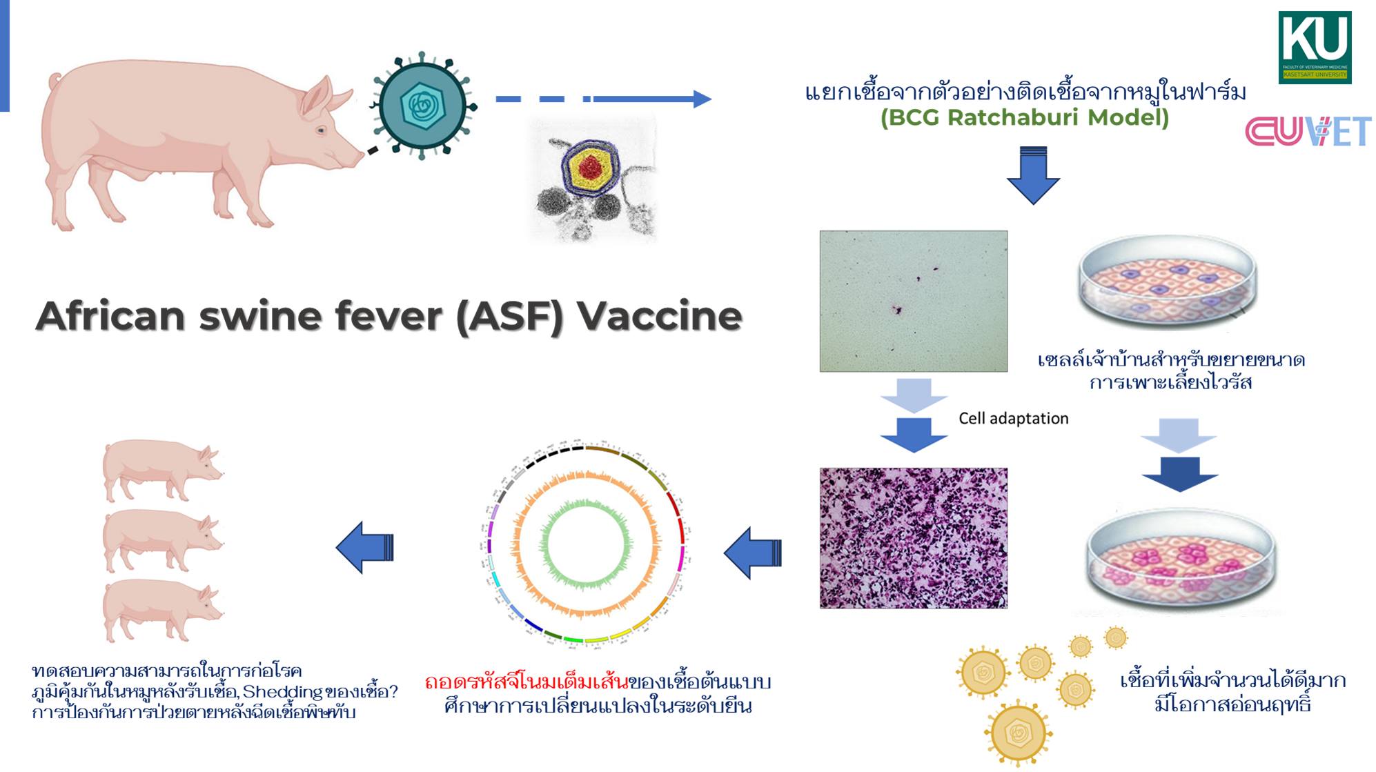 ภาพนี้แสดงกระบวนการพัฒนา วัคซีนป้องกันโรคอหิวาต์แอฟริกาในสุกร (ASF Vaccine) ซึ่งเป็นโรคร้ายแรงที่ส่งผลกระทบต่ออุตสาหกรรมสุกร